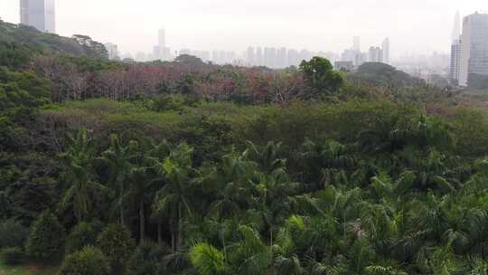 4K 广东深圳航拍经济特区