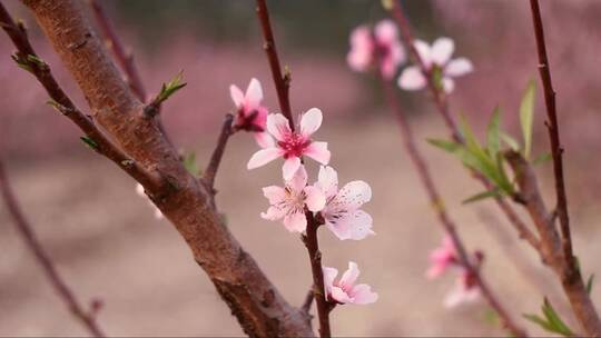 树枝上的粉红色桃花视频素材模板下载