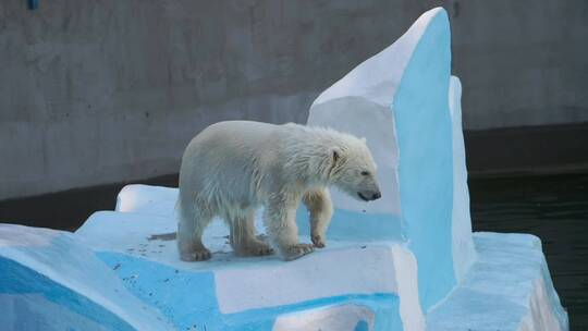 动物园里的北极熊幼崽