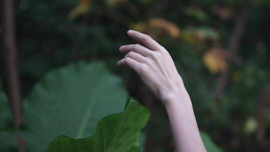 女孩伸手抚摸植物叶子4k视频素材