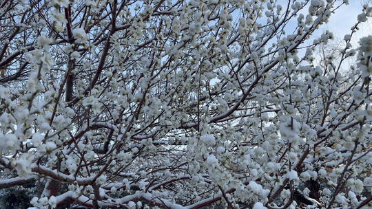 移动镜头雪覆盖桃花树上