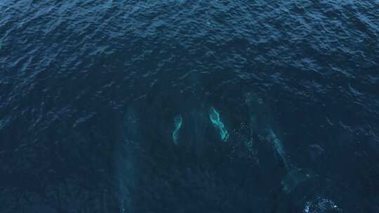 3头座头鲸一起迁徙，无人机视图