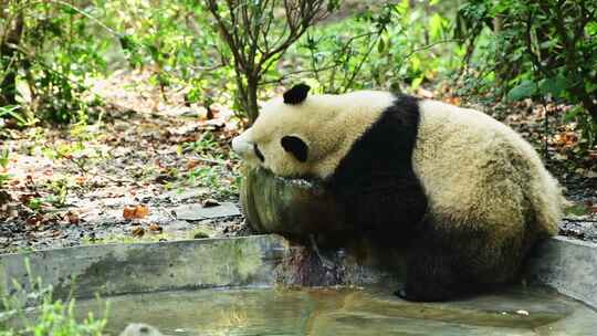 动物大熊猫视频素材模板下载