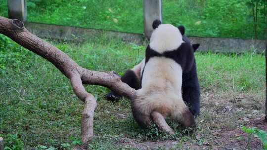 熊猫母子玩耍