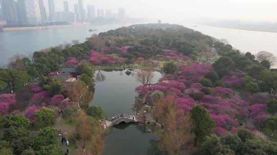 湖南长沙橘子洲梅园航拍1080合集