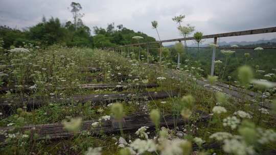 废弃铁路桥上枕木之间开满了野花