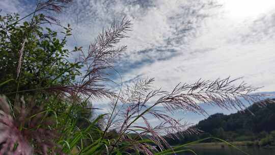 秋季植物芦苇花特写实拍