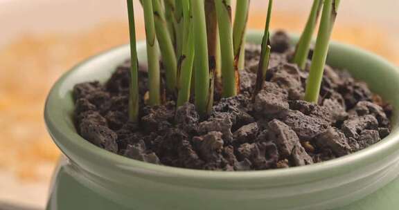 盆栽火山石火山岩石头石子造景颗粒砂石