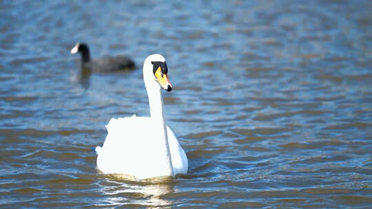 【开放式结尾】东营：水鸟嬉戏生态美