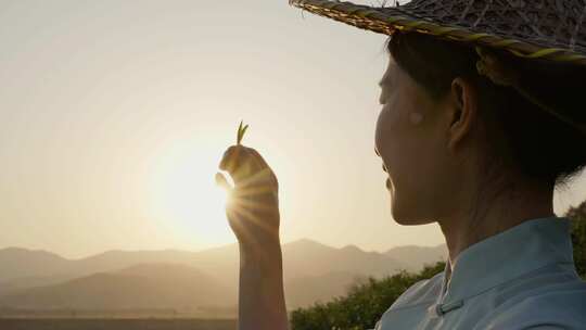 采茶姑娘 实拍春茶素材