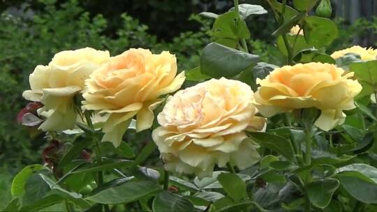 黄色玫瑰花随风飘荡