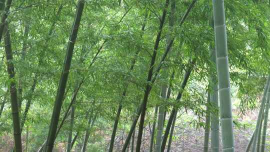 竹林竹叶禅意下雨天唯美空镜