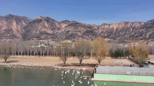 山西平陆大天鹅景区