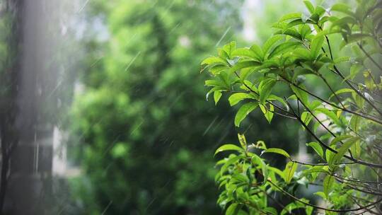 小清新感觉小雨下雨视频素材