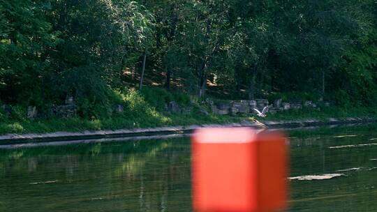 4K升格实拍在河岸边飞翔的野生动物白鹭