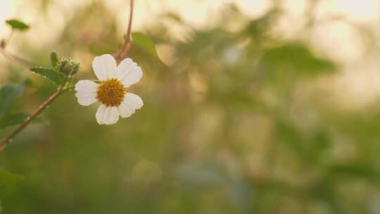 鬼针草小花特写