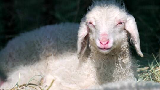 4K升格实拍羊圈里休息的小羊羔