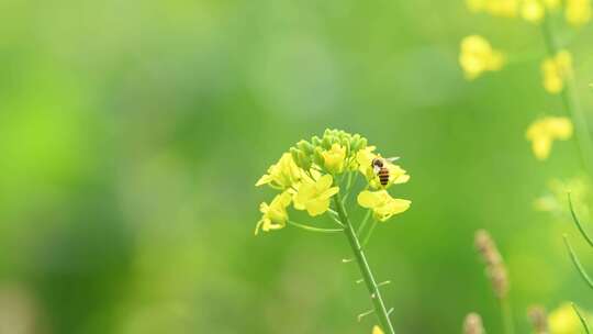 4K拍摄蜜蜂在油菜花海间采蜜特写