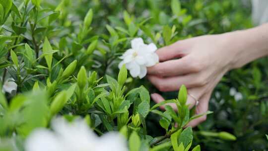 栀子花基地里的栀子花