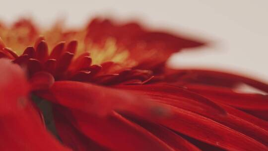 【镜头合集】微距红色菊花花瓣花蕊视频素材模板下载