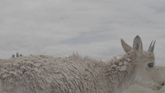 青海省可可西里藏羚羊幼崽11视频素材模板下载