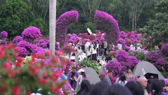 深圳莲花山簕杜鹃花展人山人海