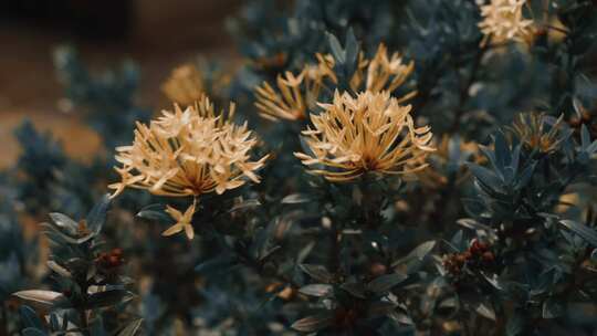 花园里一朵花的彩色照片