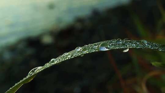 露水依附在叶子上 清晨露水