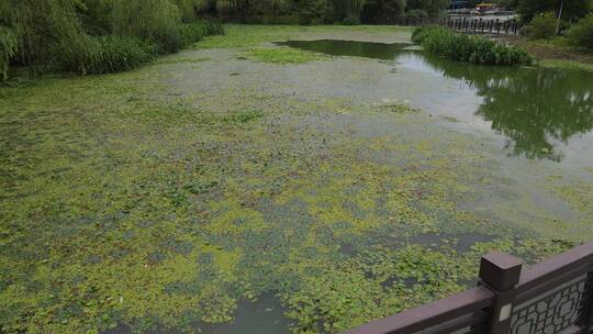 水资源污染治理河道实拍视频