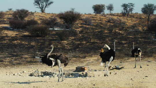 雄性鸵鸟在半沙漠的一个水坑里赶走了一个竞