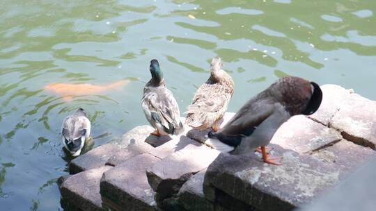 水鸭在池塘边