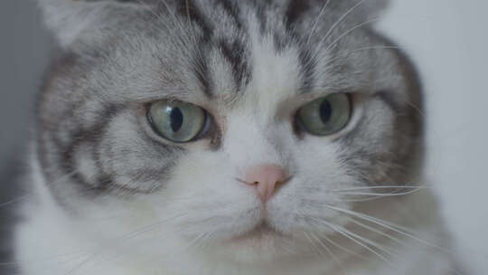 一只宠物猫视频素材模板下载