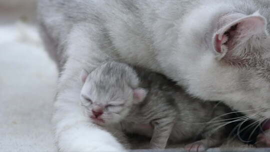 美国短毛猫用爱拥抱她的新生小猫视频素材模板下载