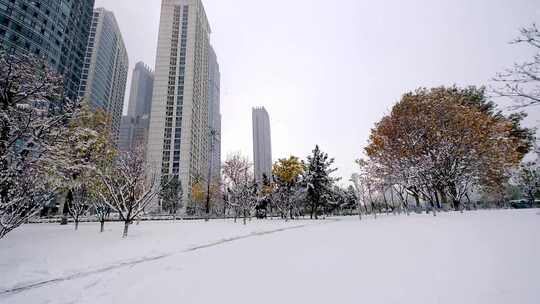 冬季雪天休闲广场公园植物树梢上的积雪