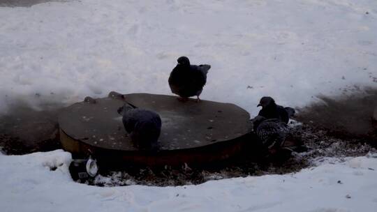 鸽子坐在检修孔上取暖。