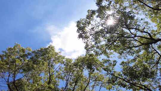 夏天阳光穿过树叶子特写视频素材