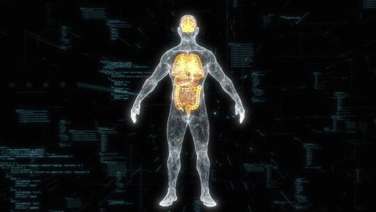 三维人体身体器官机能透视全身动画展示