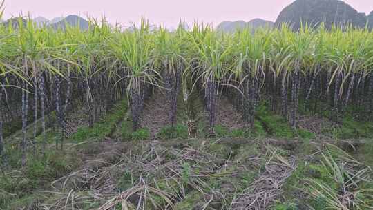 黑皮甘蔗果蔗种植基地