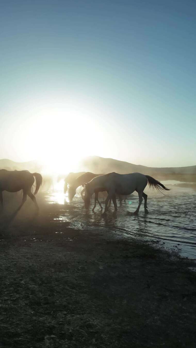 马在阳光下在河上奔跑