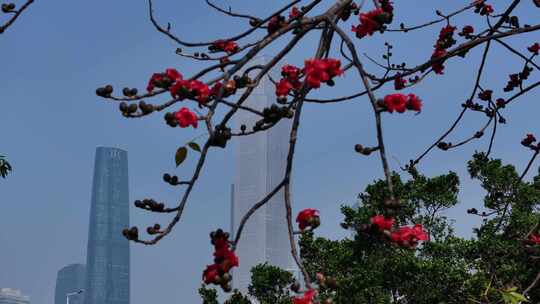 城市高楼与盛开木棉花景观