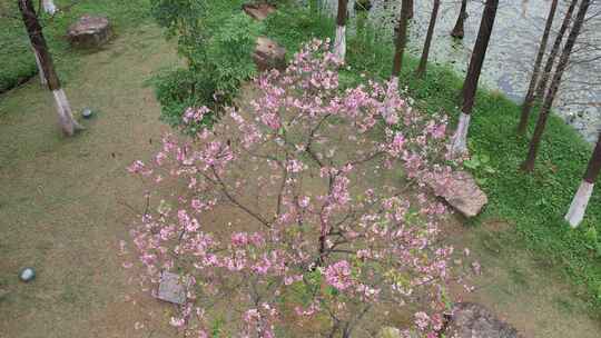 城市樱花盛开航拍