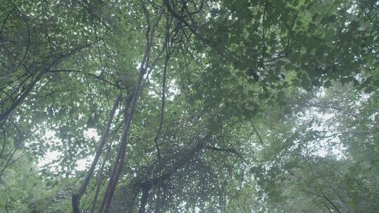 夏季深山里的植物和风景LOG