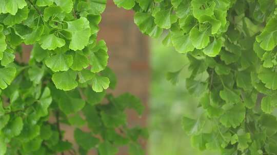 4K拍摄梅雨季节雨水拍打在植物上