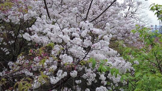 春天郴州王仙岭樱花园樱花2