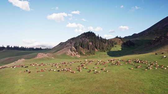4k新疆山坡上羊群牧羊