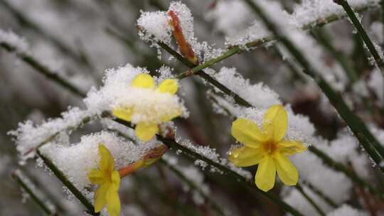 春天雪中的迎春花空境升格