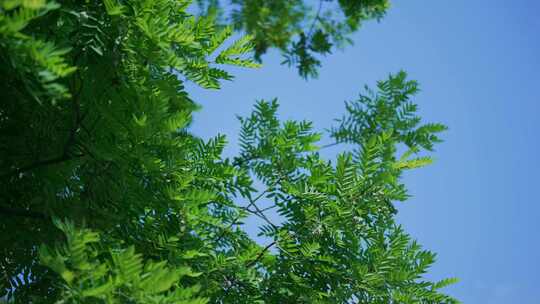 夏日树叶绿叶天空阳光