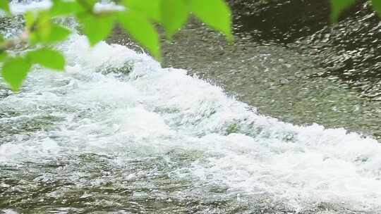 湍急河水 波浪 洪水 绿水 白水花 树叶
