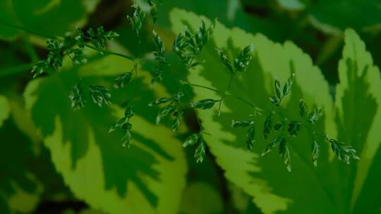 野生植物与花微距特写