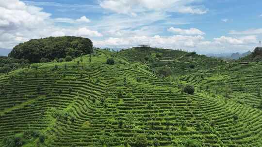 航拍高山绿色有机茶园